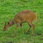 Sørlig Skriftantilope (Tragelaphus sylvaticus) @ Eastern Shores – iSimangaliso Wetland Park, Sør-Afrika. Foto: Håvard Rosenlund