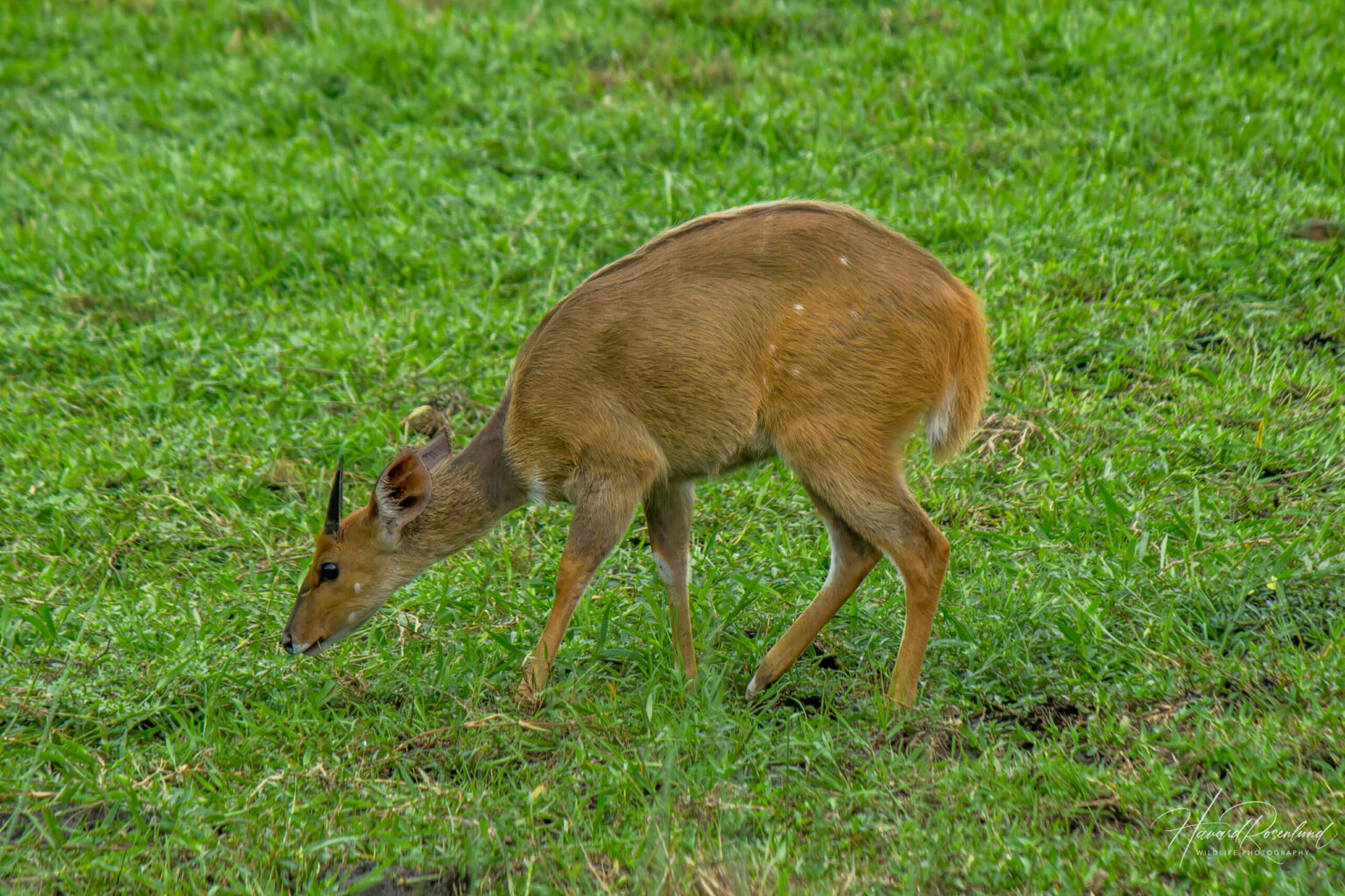 Sørlig Skriftantilope (Tragelaphus sylvaticus) @ Eastern Shores – iSimangaliso Wetland Park, Sør-Afrika. Foto: Håvard Rosenlund