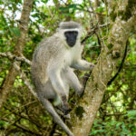 Vervet Monkey (Chlorocebus pygerythrus) @ Eastern Shores - iSimangaliso Wetland Park, South Africa. Photo: Håvard Rosenlund