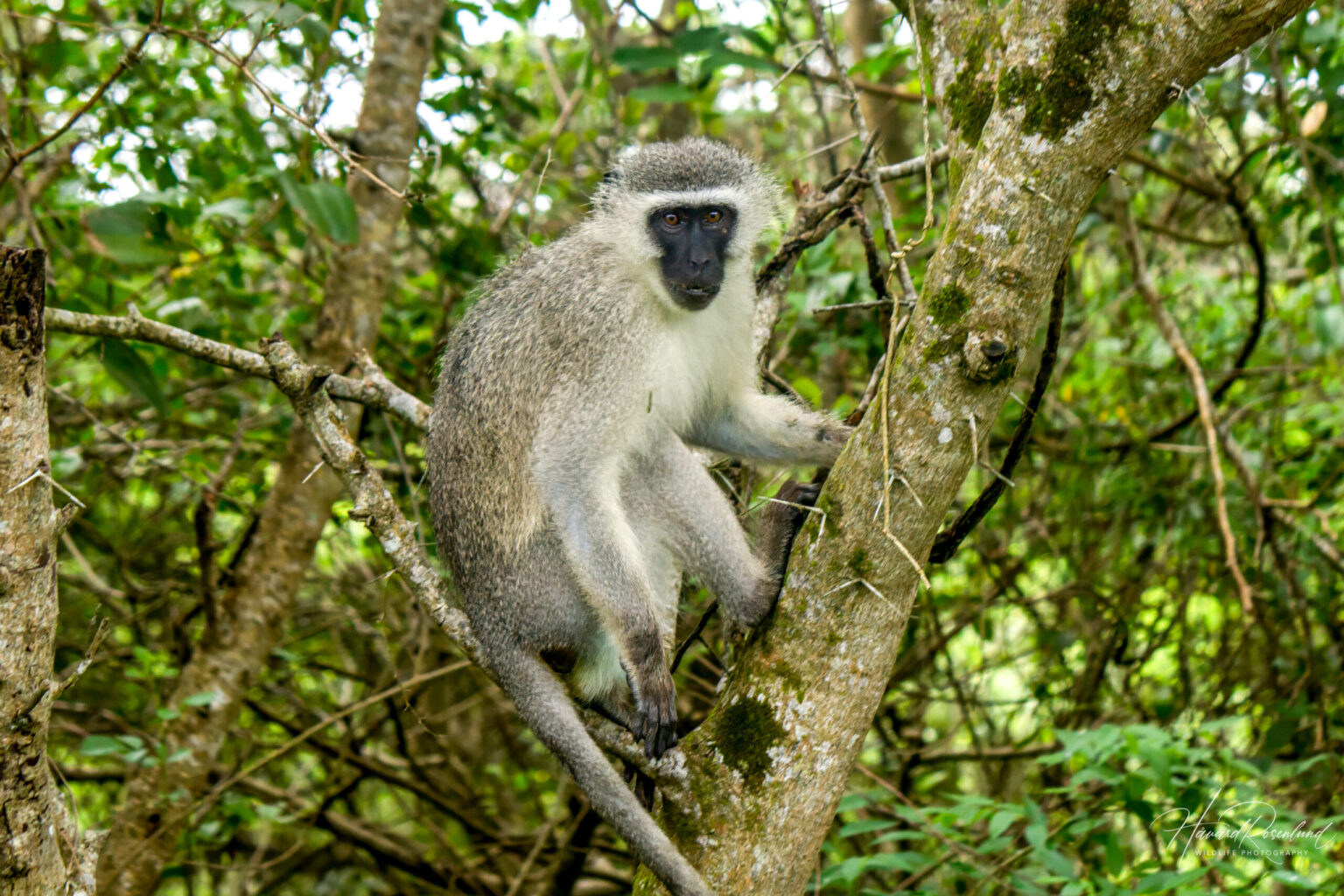 Vervet Monkey (Chlorocebus pygerythrus) @ Eastern Shores - iSimangaliso Wetland Park, South Africa. Photo: Håvard Rosenlund