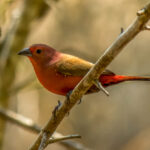 Jameson's Firefinch (Lagonosticta rhodopareia) @ Tembe Elephant Park, South Africa. Photo: Håvard Rosenlund