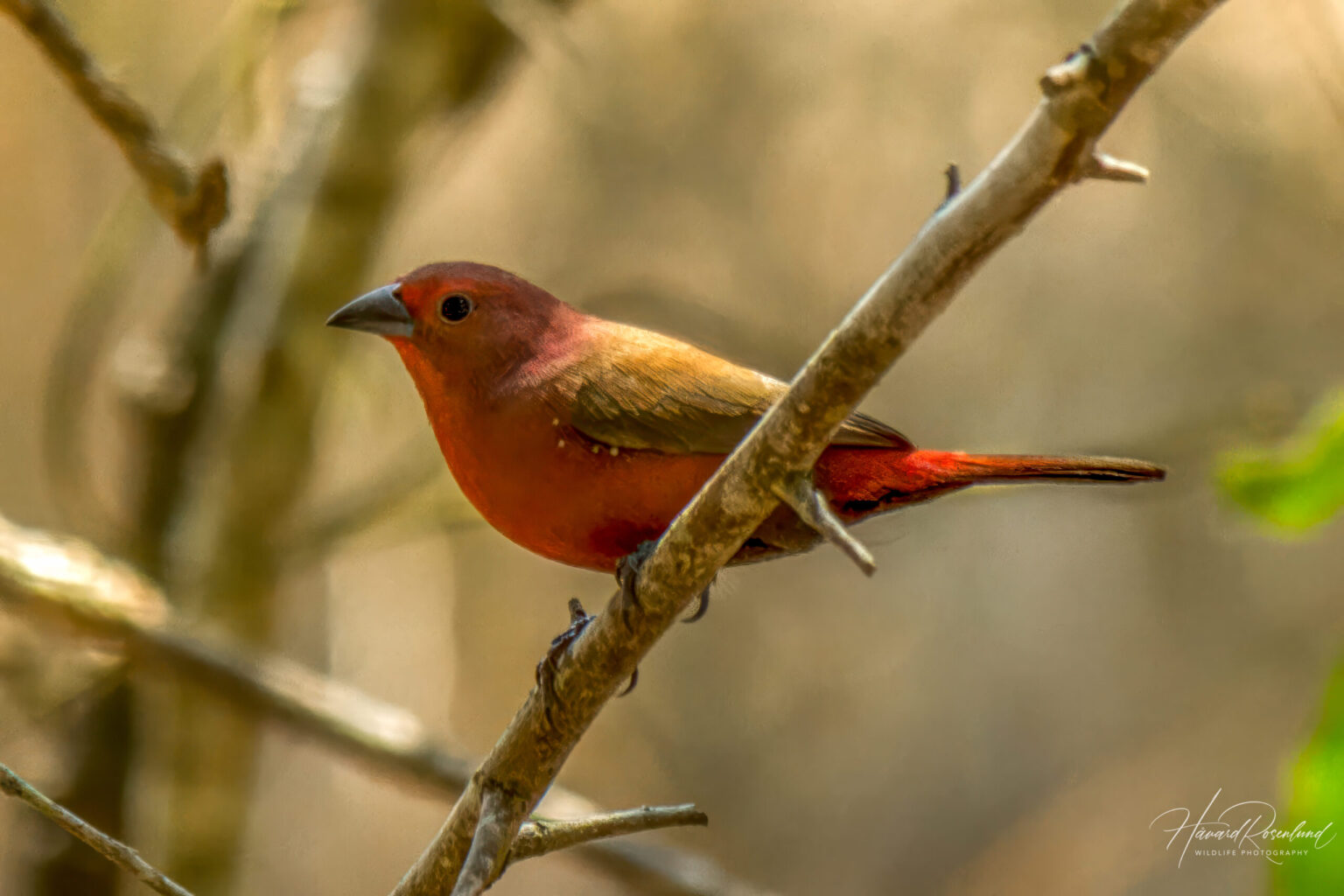 Jameson's Firefinch (Lagonosticta rhodopareia) @ Tembe Elephant Park, South Africa. Photo: Håvard Rosenlund
