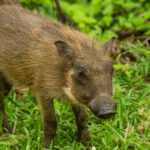 Common Warthog (Phacochoerus africanus) @ Eastern Shores - iSimangaliso Wetland Park, South Africa. Photo: Håvard Rosenlund