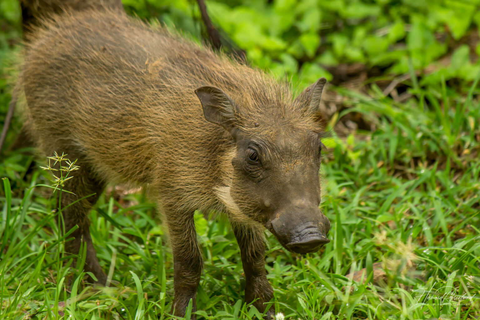 Common Warthog (Phacochoerus africanus) @ Eastern Shores - iSimangaliso Wetland Park, South Africa. Photo: Håvard Rosenlund