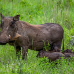 Common Warthog (Phacochoerus africanus) @ Tembe Elephant Park, South Africa. Photo: Håvard Rosenlund