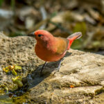 Jameson's Firefinch (Lagonosticta rhodopareia) @ Tembe Elephant Park, South Africa. Photo: Håvard Rosenlund