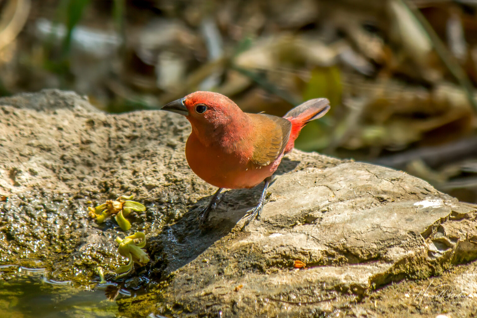 Jameson's Firefinch (Lagonosticta rhodopareia) @ Tembe Elephant Park, South Africa. Photo: Håvard Rosenlund