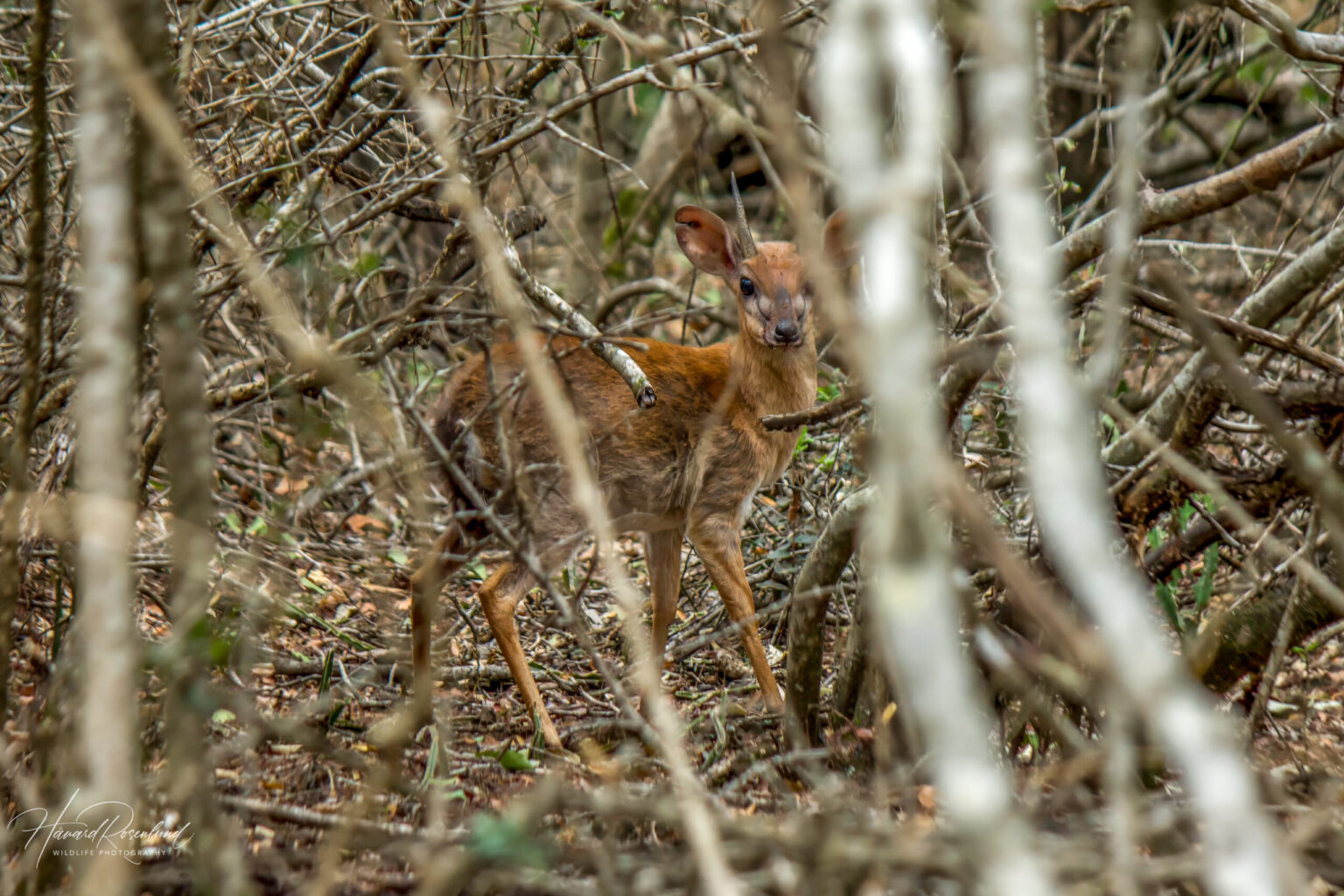 Suni (Nesotragus moschatus) @ Ndumo Game Reserve, South Africa. Photo: Håvard Rosenlund