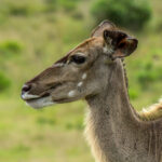 Stor Kudu (Tragelaphus strepsiceros) @ Eastern Shores - iSimangaliso Wetland Park, Sør-Afrika. Foto: Håvard Rosenlund