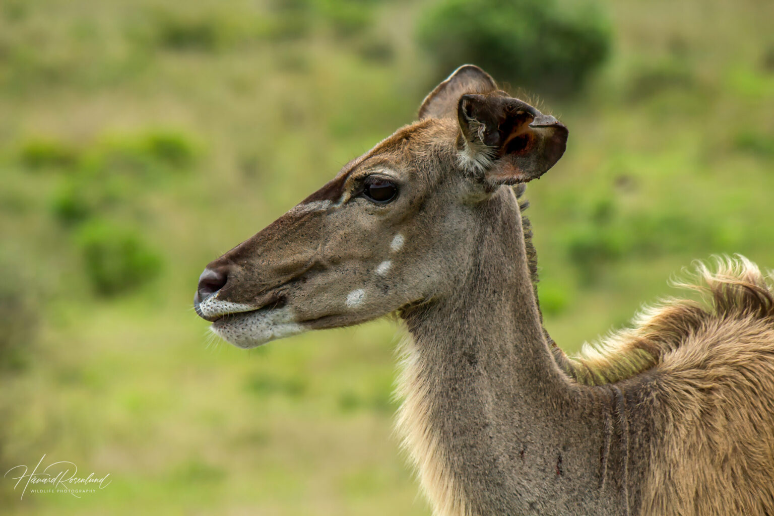 Stor Kudu (Tragelaphus strepsiceros) @ Eastern Shores - iSimangaliso Wetland Park, Sør-Afrika. Foto: Håvard Rosenlund