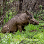 Common Warthog (Phacochoerus africanus) @ Hluhluwe-iMfolozi Park, South Africa. Photo: Håvard Rosenlund