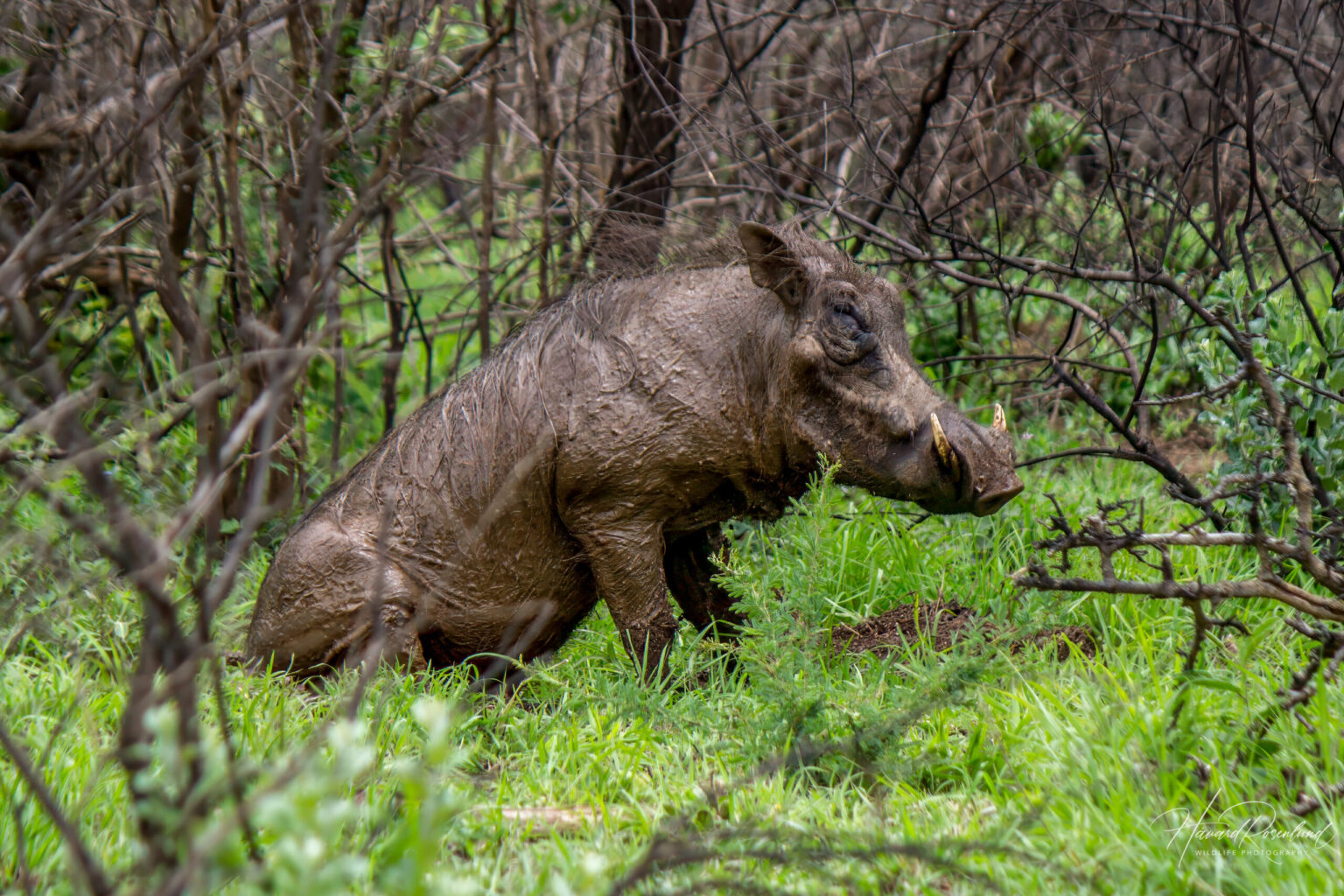 Common Warthog (Phacochoerus africanus) @ Hluhluwe-iMfolozi Park, South Africa. Photo: Håvard Rosenlund