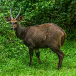 Sørlig Skriftantilope (Tragelaphus sylvaticus) @ Eastern Shores – iSimangaliso Wetland Park, Sør-Afrika. Foto: Håvard Rosenlund