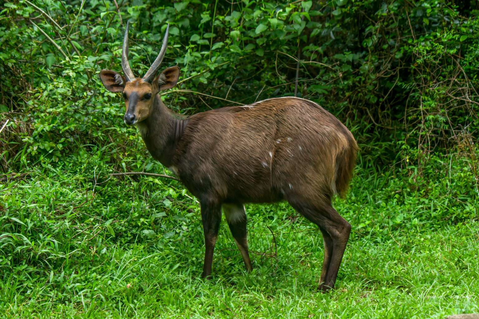 Sørlig Skriftantilope (Tragelaphus sylvaticus) @ Eastern Shores – iSimangaliso Wetland Park, Sør-Afrika. Foto: Håvard Rosenlund