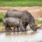 White Rhinoceros (Ceratotherium simum) @ Hluhluwe-iMfolozi Park, South Africa. Photo: Håvard Rosenlund