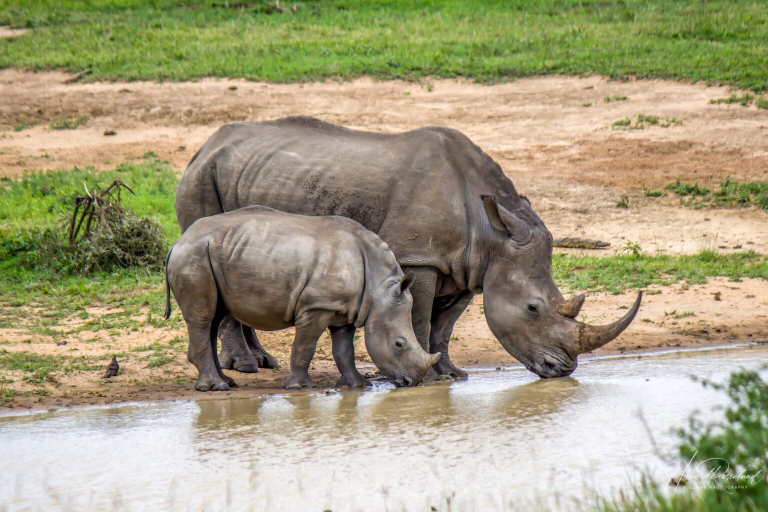 White Rhinoceros (Ceratotherium simum) @ Hluhluwe-iMfolozi Park, South Africa. Photo: Håvard Rosenlund