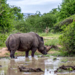 White Rhinoceros (Ceratotherium simum) @ Hluhluwe-iMfolozi Park, South Africa. Photo: Håvard Rosenlund