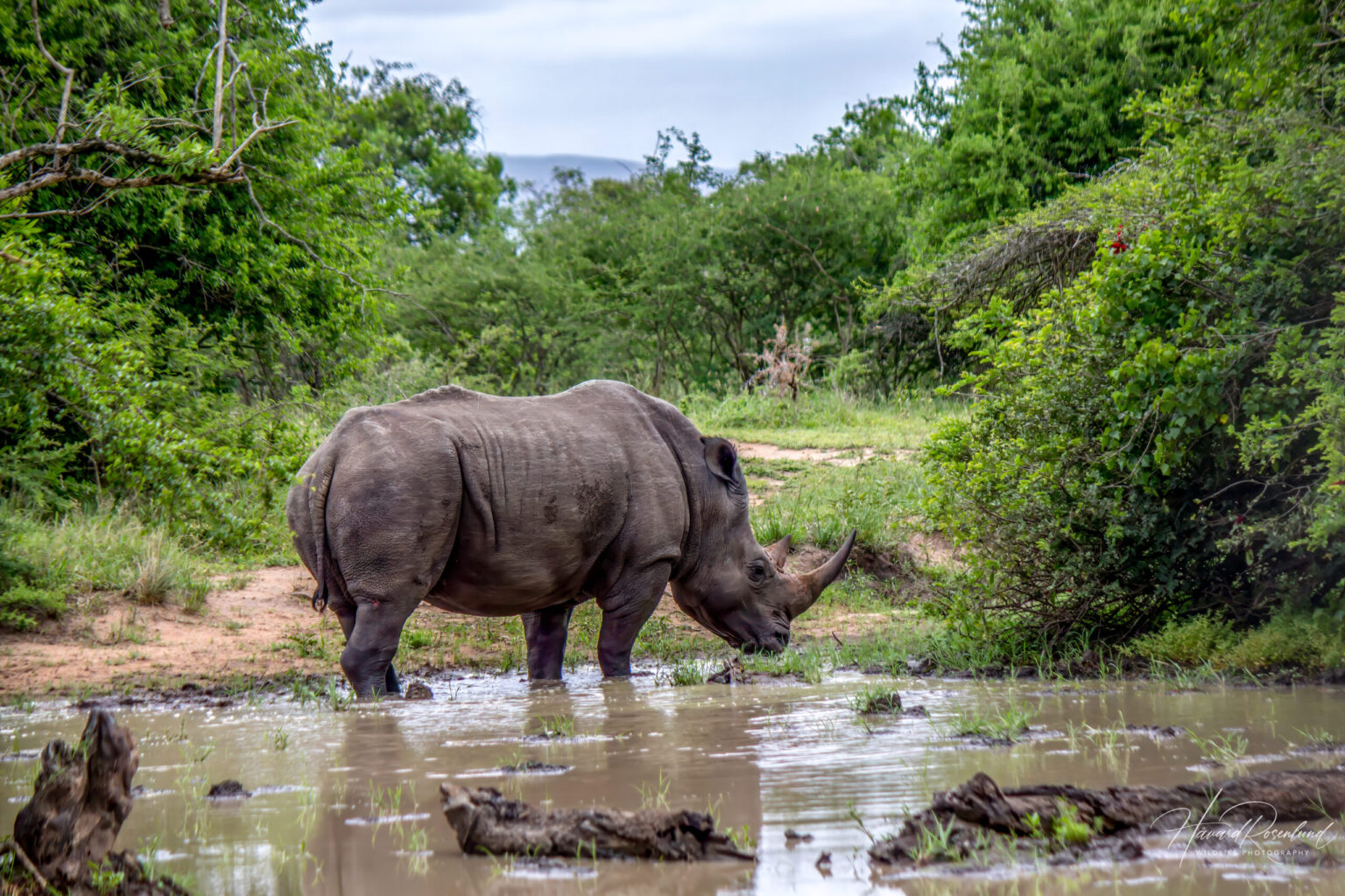 White Rhinoceros (Ceratotherium simum) @ Hluhluwe-iMfolozi Park, South Africa. Photo: Håvard Rosenlund
