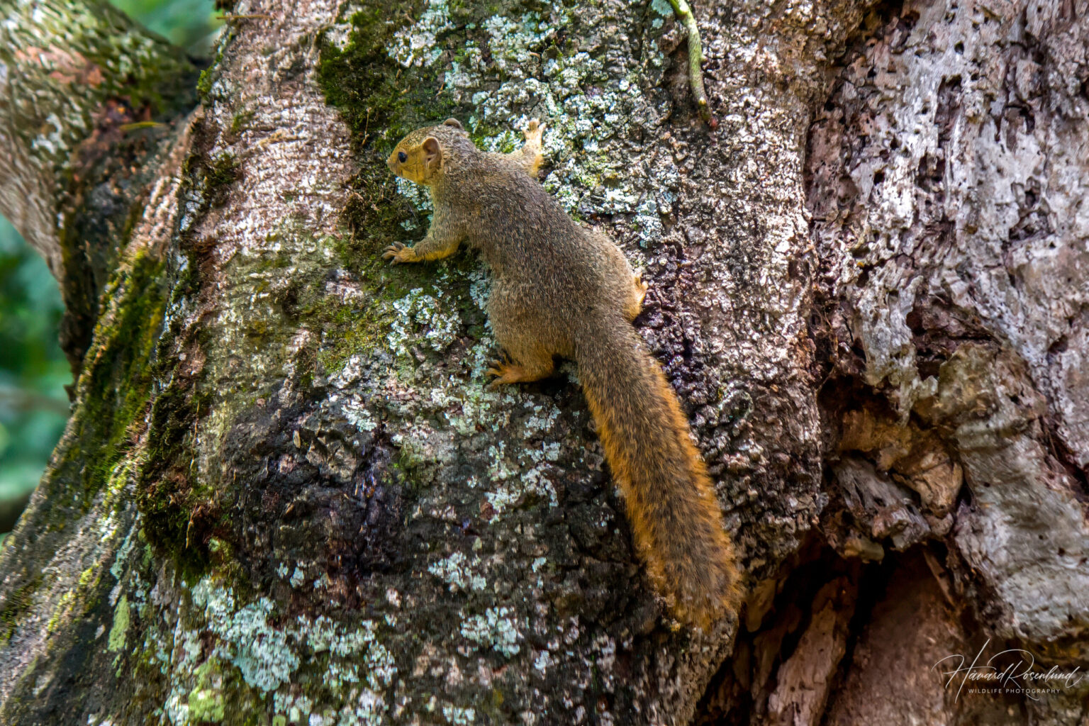 Rødbuskekorn (Paraxerus palliatus) @ St Lucia Estuary, Sør-Afrika. Foto: Håvard Rosenlund