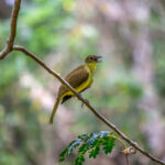 Yellow-bellied Greenbul (Chlorocichla flaviventris) @ St Lucia Estuary, South Africa. Photo: Håvard Rosenlund