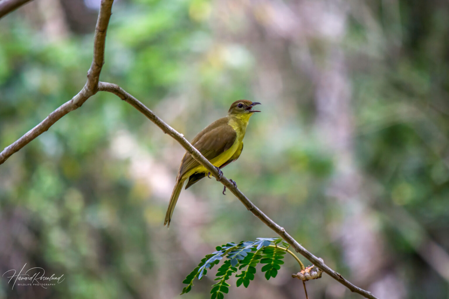 Yellow-bellied Greenbul (Chlorocichla flaviventris) @ St Lucia Estuary, South Africa. Photo: Håvard Rosenlund