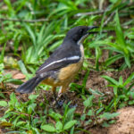 Southern Boubou (Laniarius ferrugineus) @ St Lucia Estuary, South Africa. Photo: Håvard Rosenlund