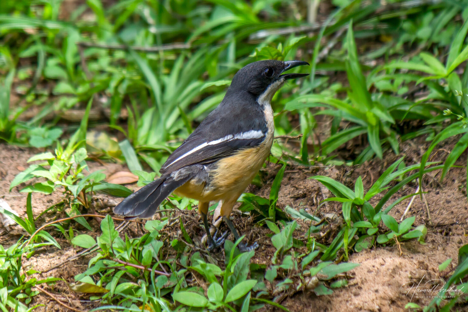 Southern Boubou (Laniarius ferrugineus) @ St Lucia Estuary, South Africa. Photo: Håvard Rosenlund