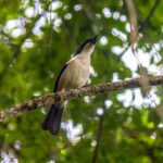 Southern Boubou (Laniarius ferrugineus) @ St Lucia Estuary, South Africa. Photo: Håvard Rosenlund