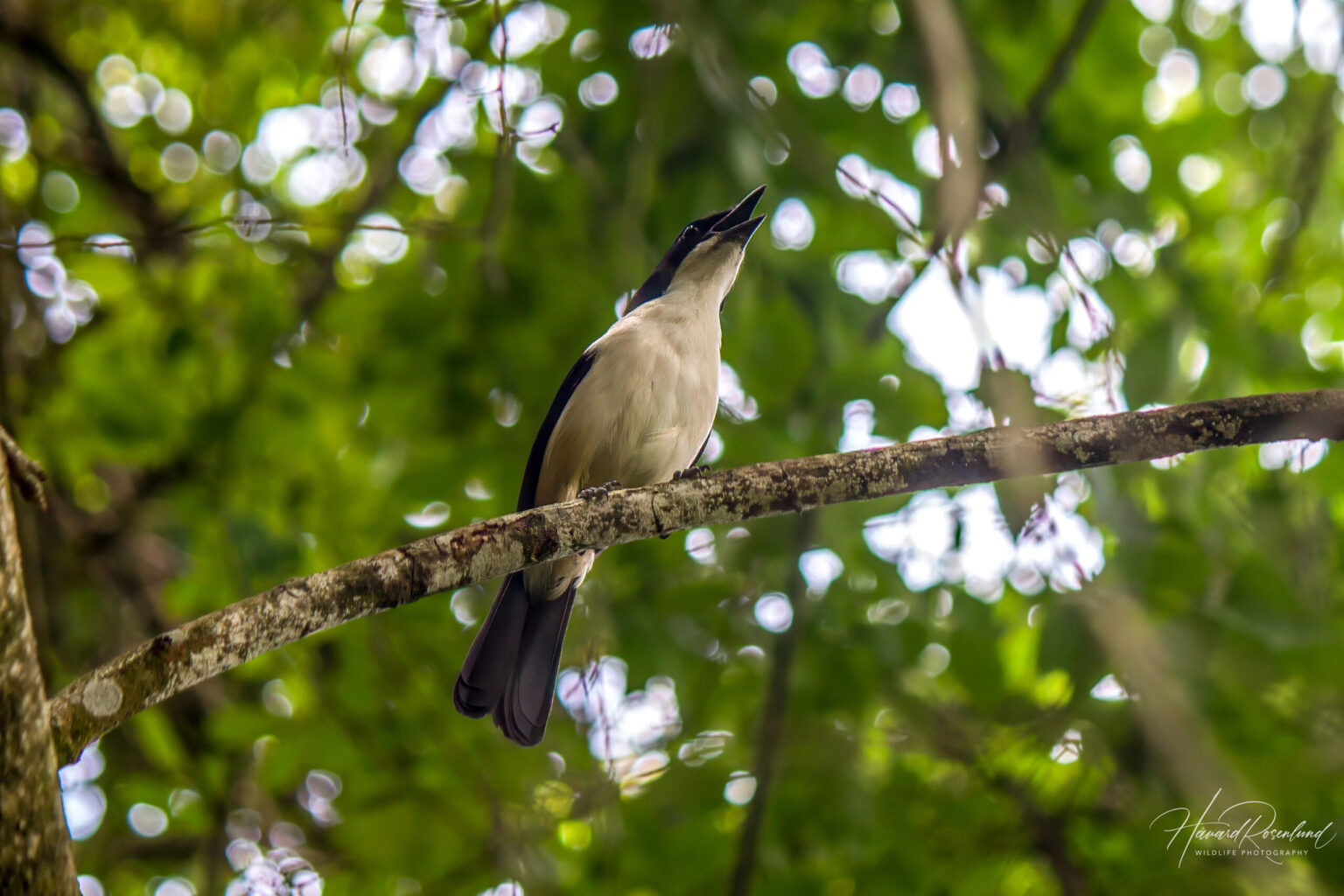 Southern Boubou (Laniarius ferrugineus) @ St Lucia Estuary, South Africa. Photo: Håvard Rosenlund