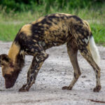 African Wild Dog (Lycaon pictus) @ Tembe Elephant Park, South Africa. Photo: Håvard Rosenlund
