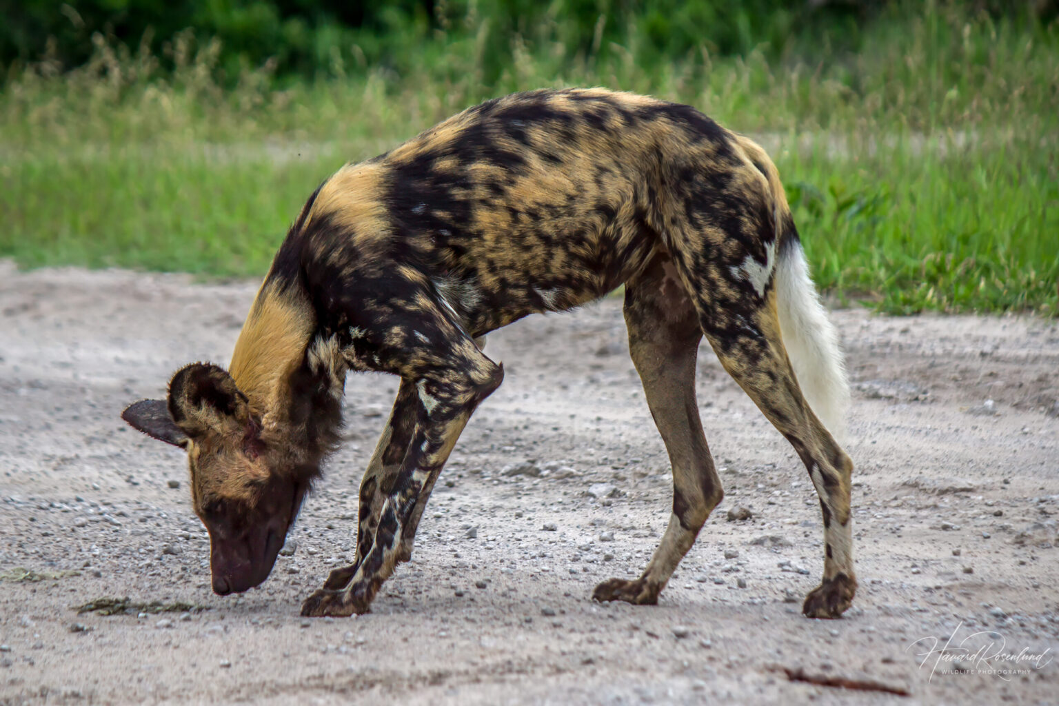 African Wild Dog (Lycaon pictus) @ Tembe Elephant Park, South Africa. Photo: Håvard Rosenlund