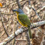 Grey-headed Bushshrike (Malaconotus blanchoti) @ Ndumo Game Reserve, South Africa. Photo: Håvard Rosenlund