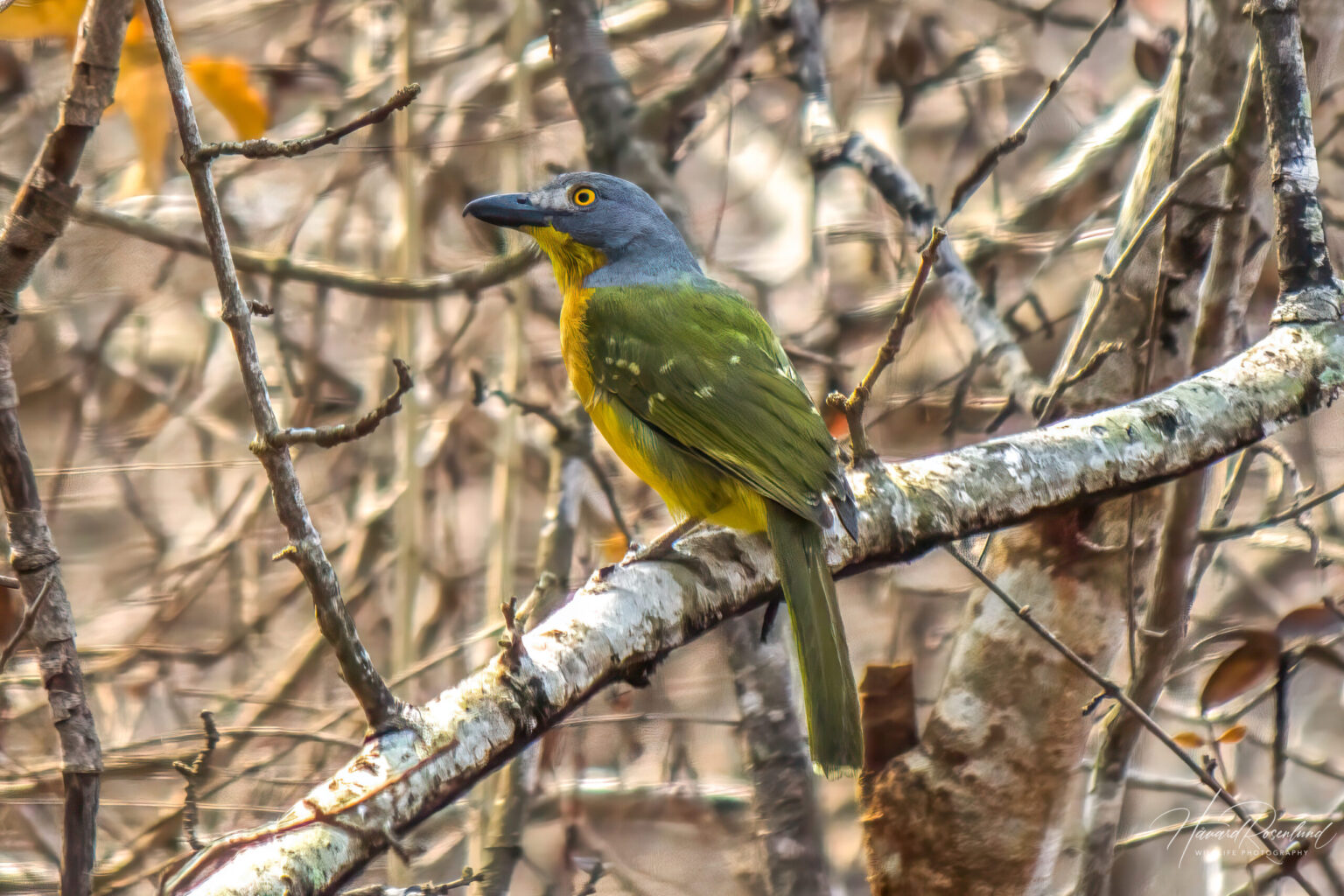 Grey-headed Bushshrike (Malaconotus blanchoti) @ Ndumo Game Reserve, South Africa. Photo: Håvard Rosenlund