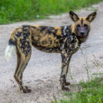 African Wild Dog (Lycaon pictus) @ Tembe Elephant Park, South Africa. Photo: Håvard Rosenlund