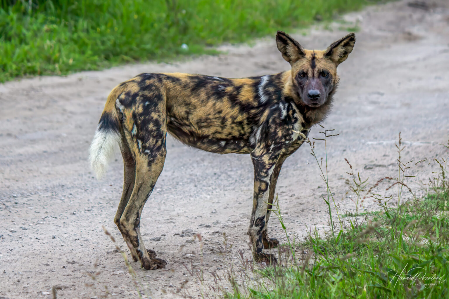 African Wild Dog (Lycaon pictus) @ Tembe Elephant Park, South Africa. Photo: Håvard Rosenlund