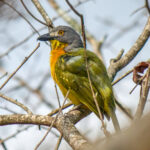 Grey-headed Bushshrike (Malaconotus blanchoti) @ Ndumo Game Reserve, South Africa. Photo: Håvard Rosenlund
