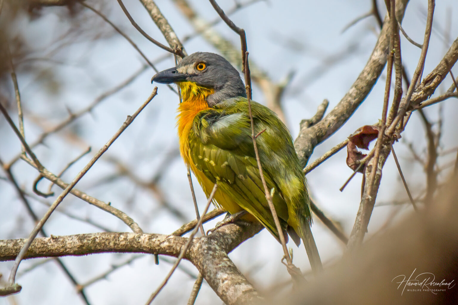 Grey-headed Bushshrike (Malaconotus blanchoti) @ Ndumo Game Reserve, South Africa. Photo: Håvard Rosenlund