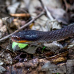 Red-lipped Snake (Crotaphopeltis hotamboeia) @ Tembe Elephant Park, South Africa. Photo: Håvard Rosenlund