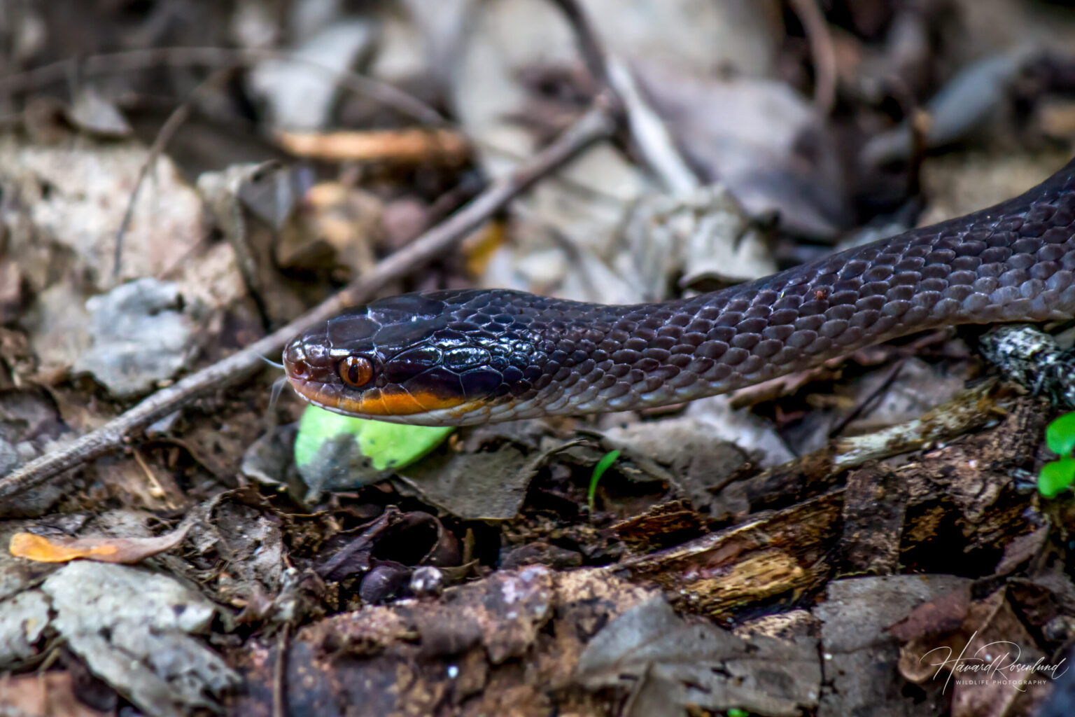 Red-lipped Snake (Crotaphopeltis hotamboeia) @ Tembe Elephant Park, South Africa. Photo: Håvard Rosenlund
