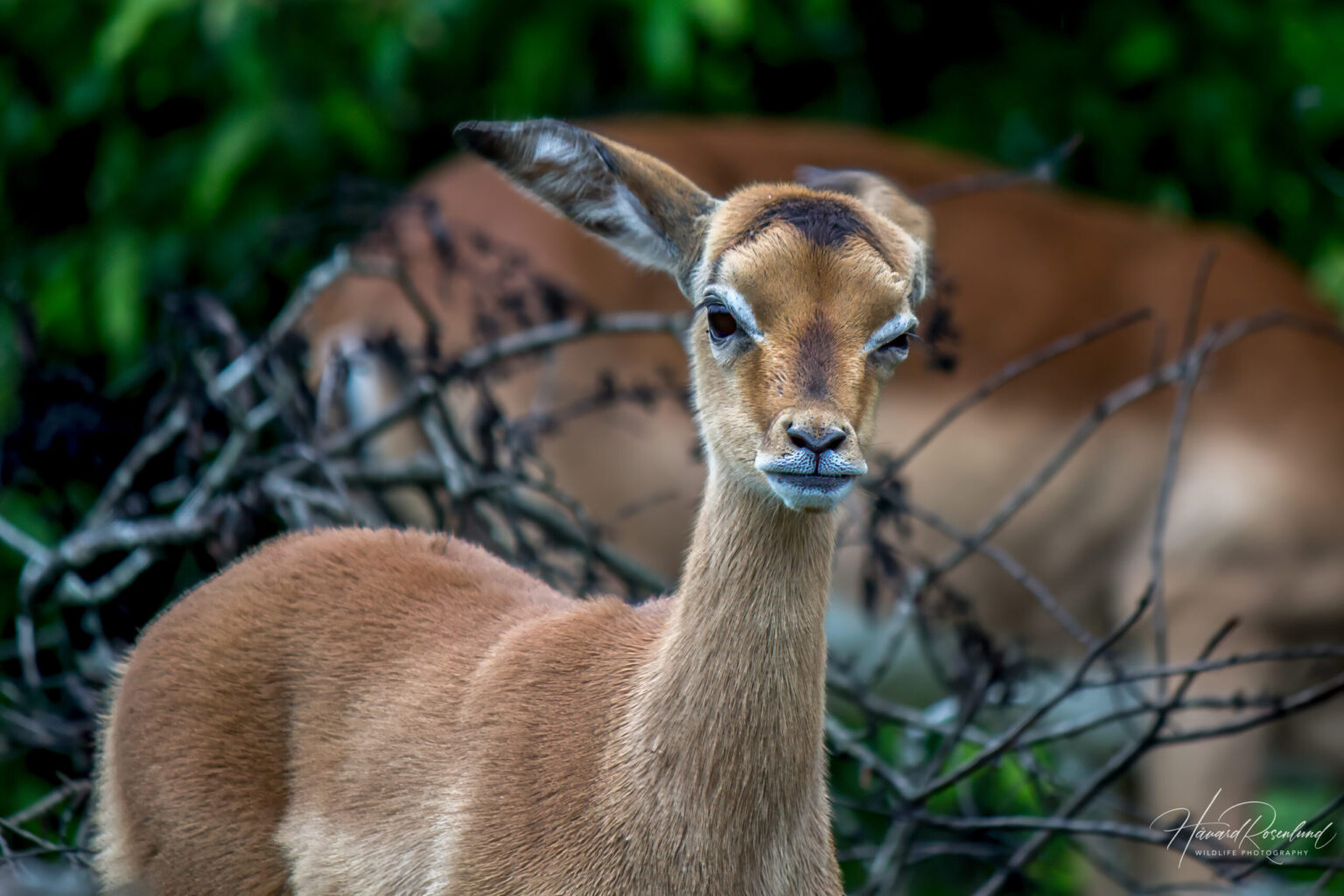 Impala (Aepyceros melampus) @ Ndumo Game Reserve, Sør-Afrika. Foto: Håvard Rosenlund