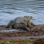 Nile Crocodile (Crocodylus niloticus) @ Ndumo Game Reserve, South Africa. Photo: Håvard Rosenlund