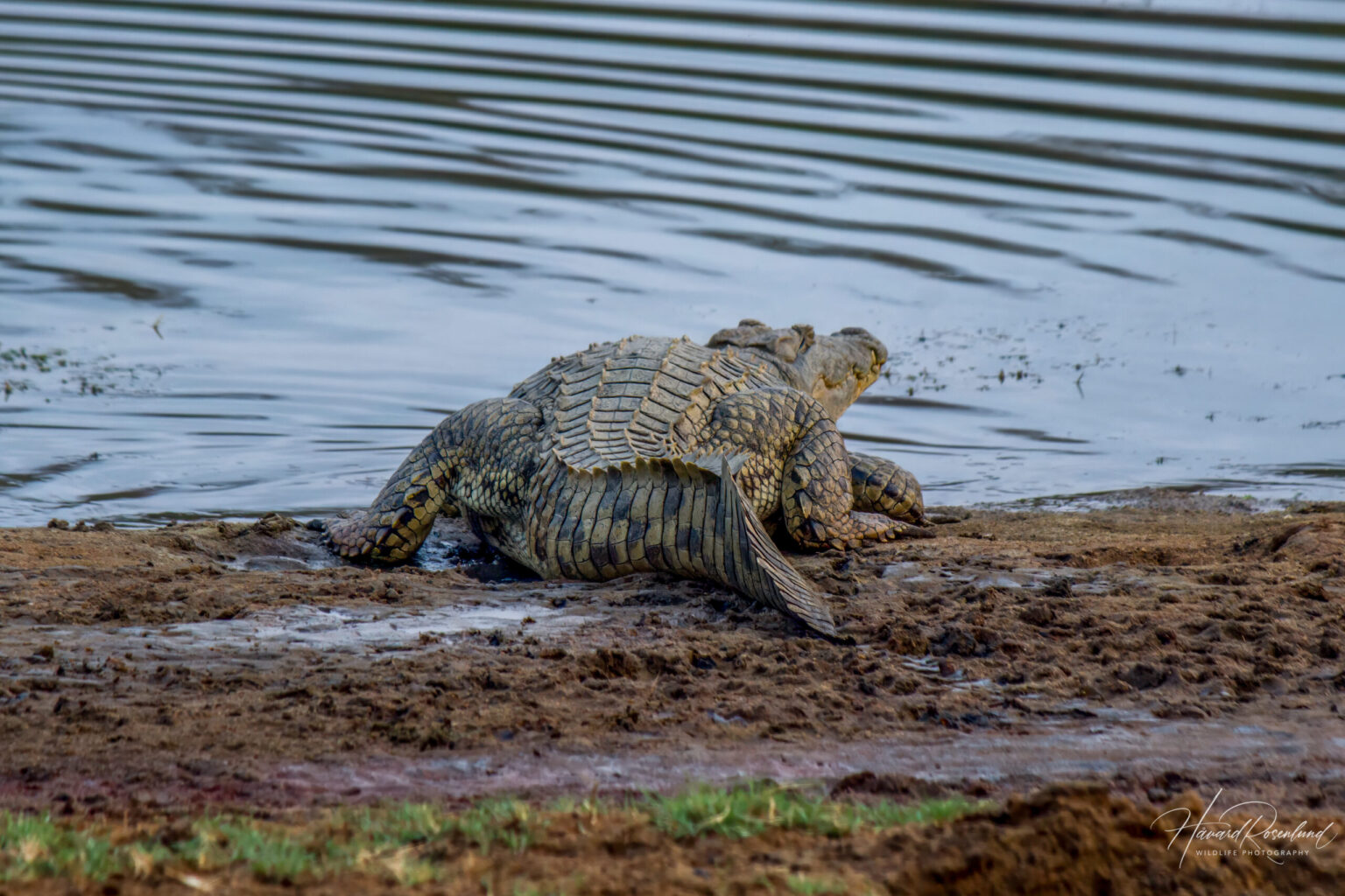Nile Crocodile (Crocodylus niloticus) @ Ndumo Game Reserve, South Africa. Photo: Håvard Rosenlund
