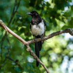 Eurasian Magpie (Pica pica) @ Østensjøvannet, Oslo, Norway. Photo: Håvard Rosenlund