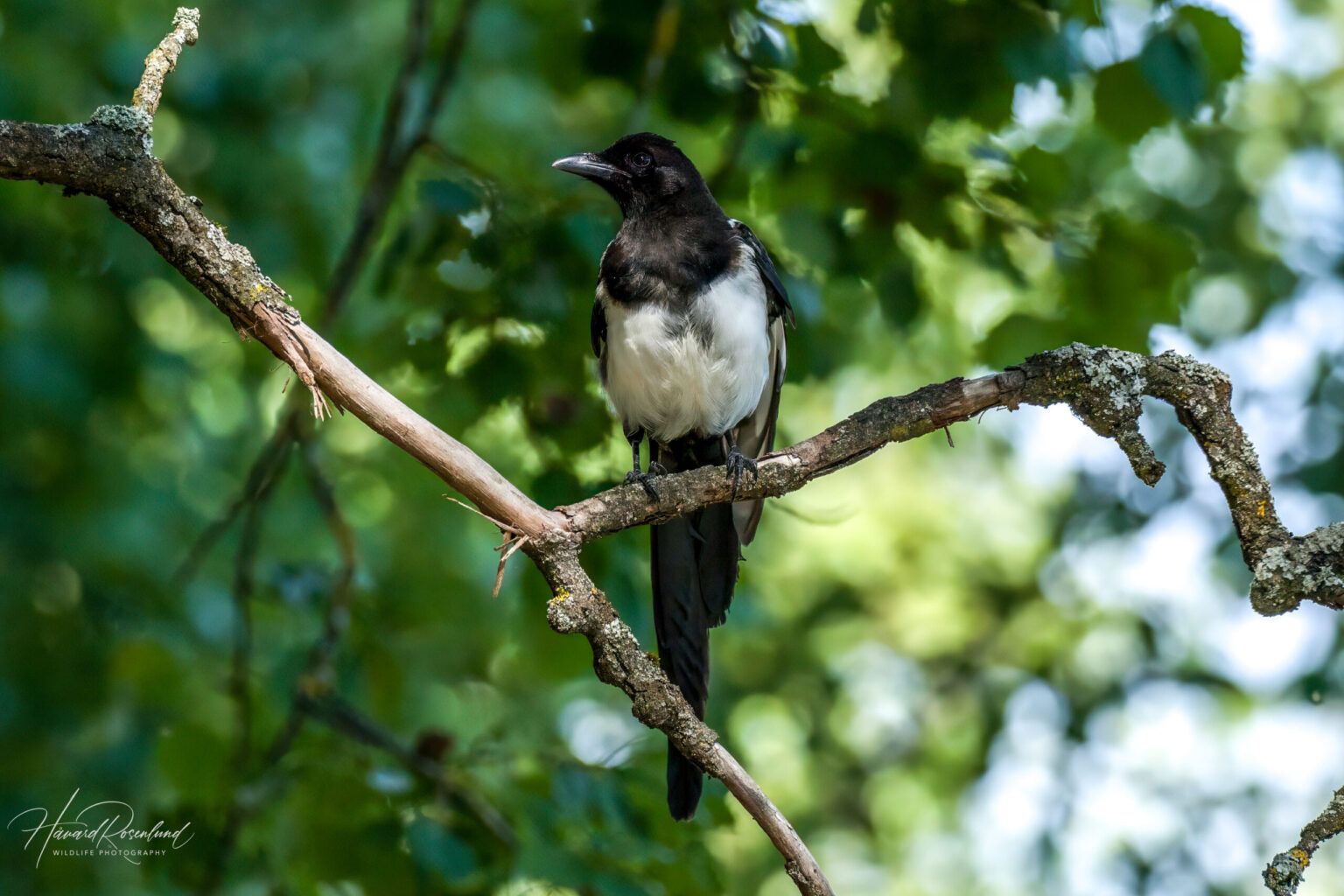 Eurasian Magpie (Pica pica) @ Østensjøvannet, Oslo, Norway. Photo: Håvard Rosenlund