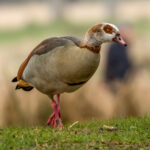 Egyptian Goose (Alopochen aegyptiaca) @ Richmond Park, London, United Kingdom. Photo: Håvard Rosenlund