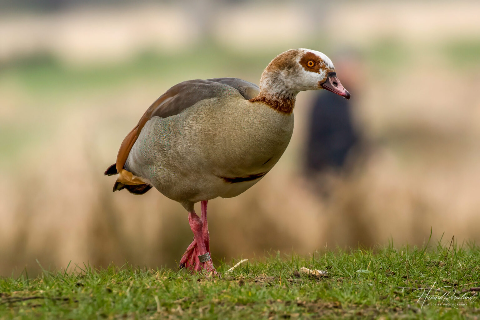 Egyptian Goose (Alopochen aegyptiaca) @ Richmond Park, London, United Kingdom. Photo: Håvard Rosenlund