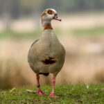 Egyptian Goose (Alopochen aegyptiaca) @ Richmond Park, London, United Kingdom. Photo: Håvard Rosenlund