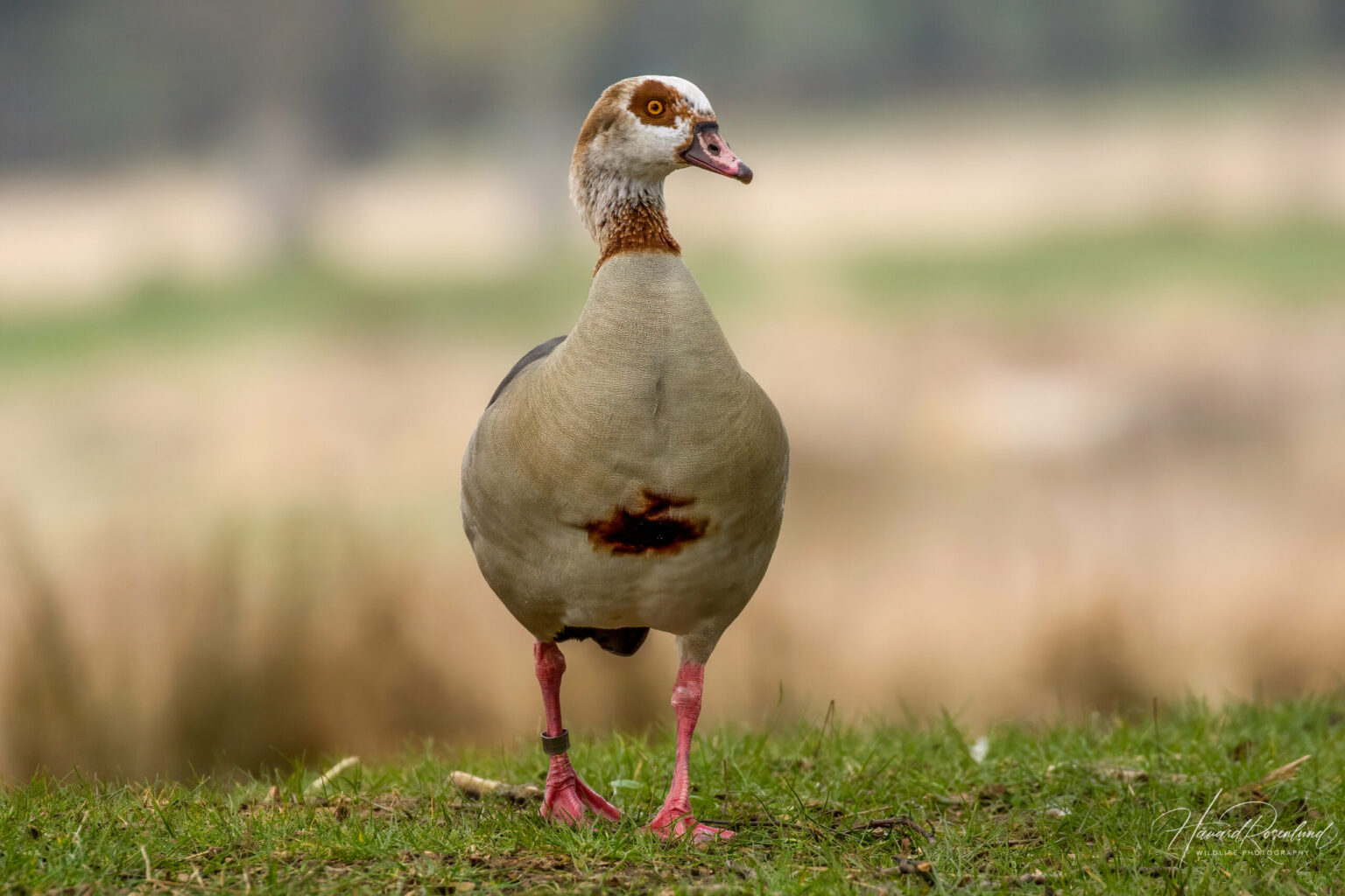 Egyptian Goose (Alopochen aegyptiaca) @ Richmond Park, London, United Kingdom. Photo: Håvard Rosenlund