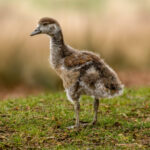 Egyptian Goose (Alopochen aegyptiaca) @ Richmond Park, London, United Kingdom. Photo: Håvard Rosenlund