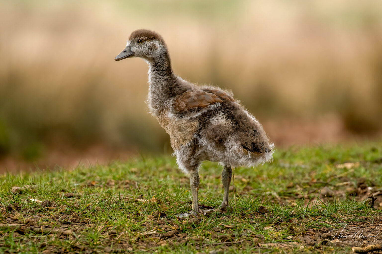 Egyptian Goose (Alopochen aegyptiaca) @ Richmond Park, London, United Kingdom. Photo: Håvard Rosenlund